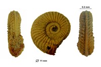 Subprionocyclus bravaisianus